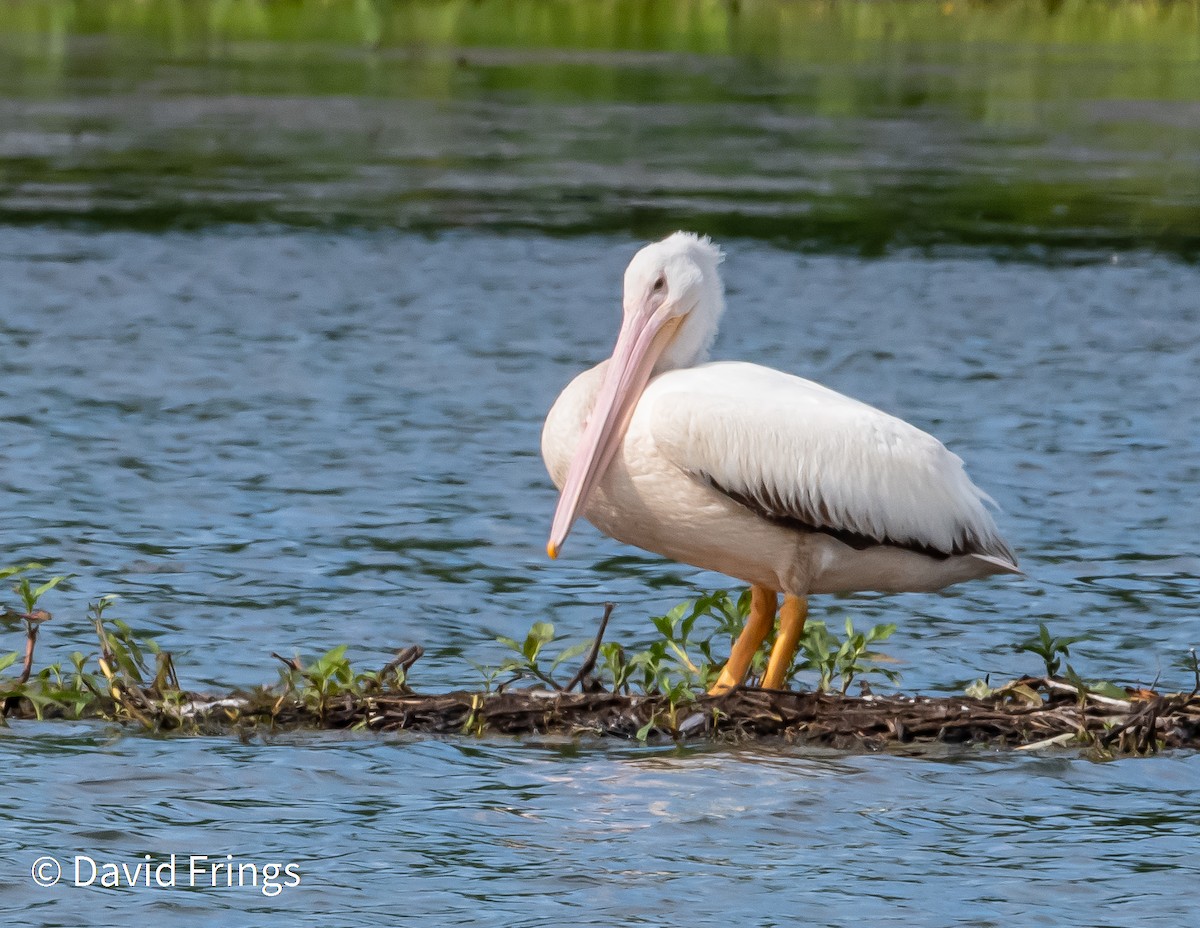 American White Pelican - ML344139931