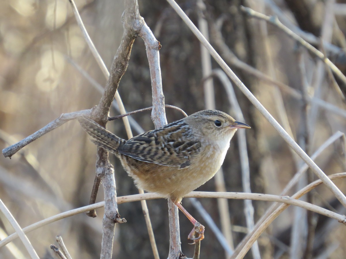 Sedge Wren - Andrew Burnett