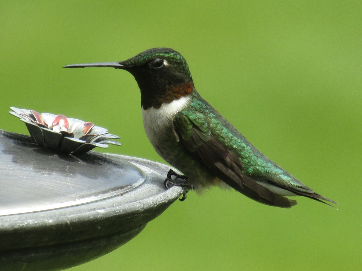 Ruby-throated Hummingbird - ML344141711