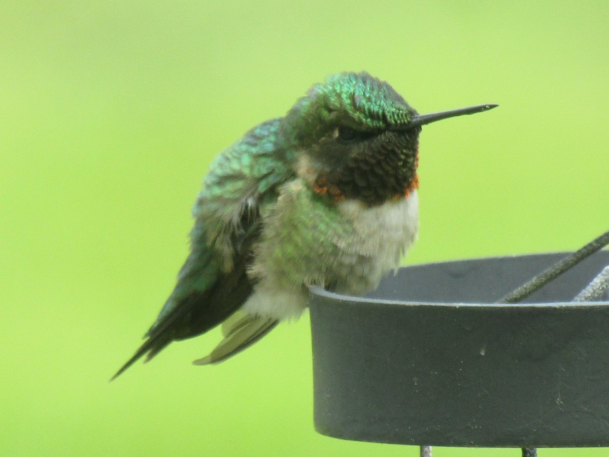 Ruby-throated Hummingbird - ML344141721