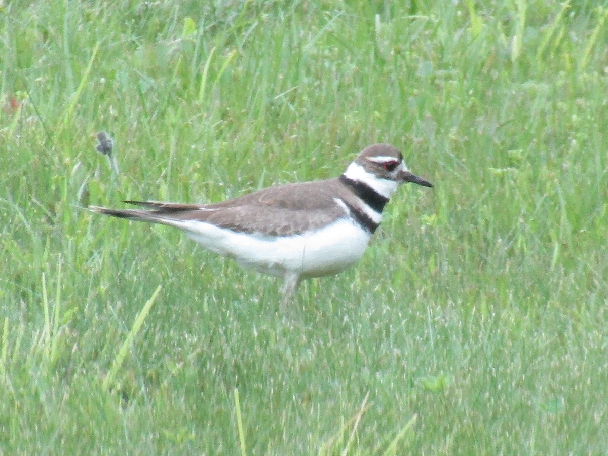 Killdeer - ML344142241
