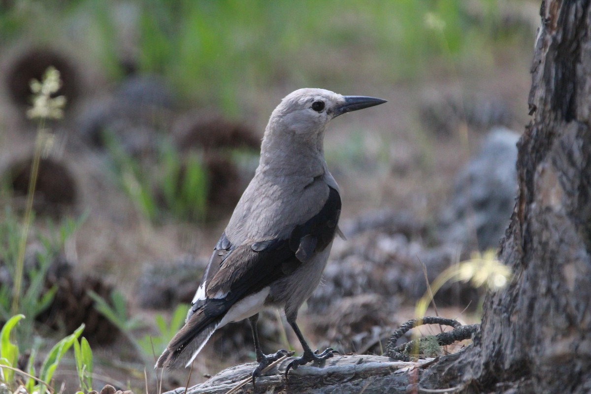 konglekråke - ML344142551