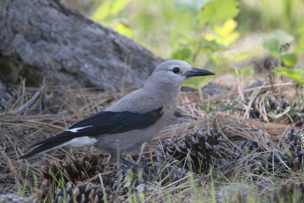 konglekråke - ML344142631