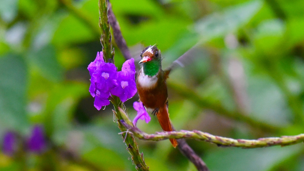 White-crested Coquette - ML344142711