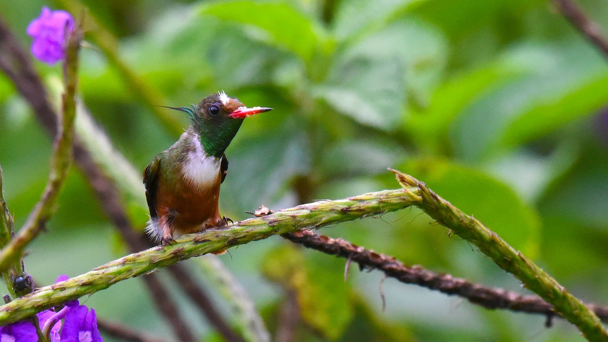 White-crested Coquette - ML344142931