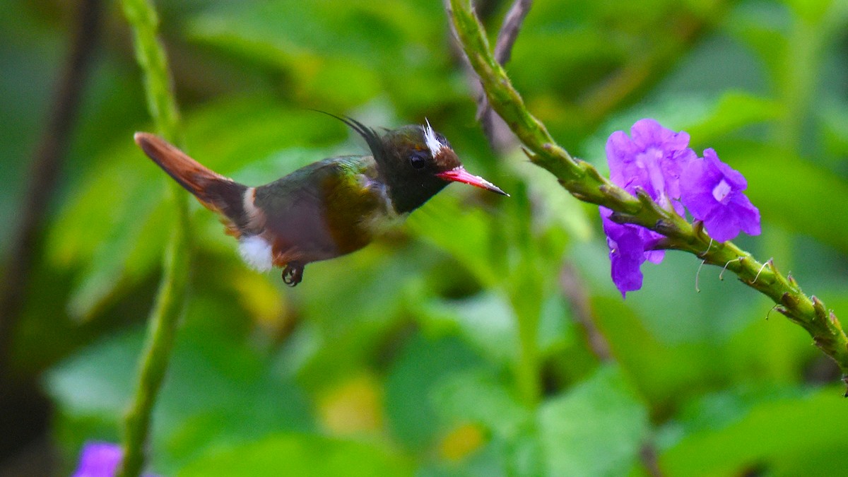 White-crested Coquette - ML344142961