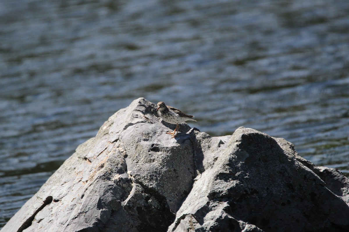 Spotted Sandpiper - ML344143081