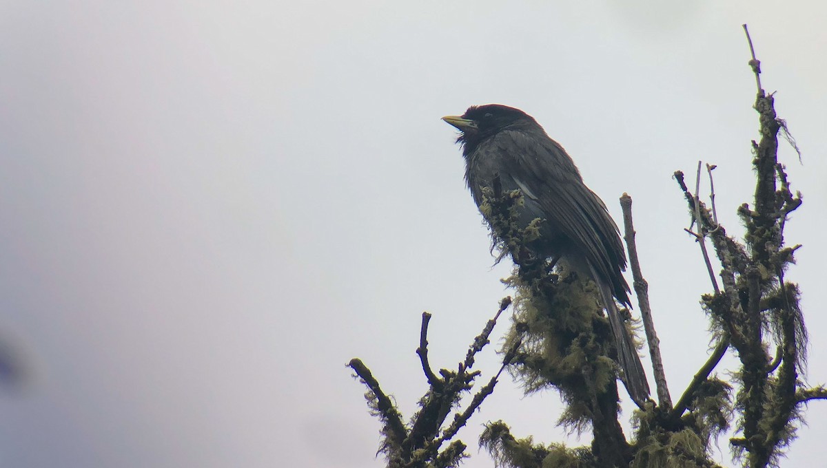 Sichuan Jay - ML344143391