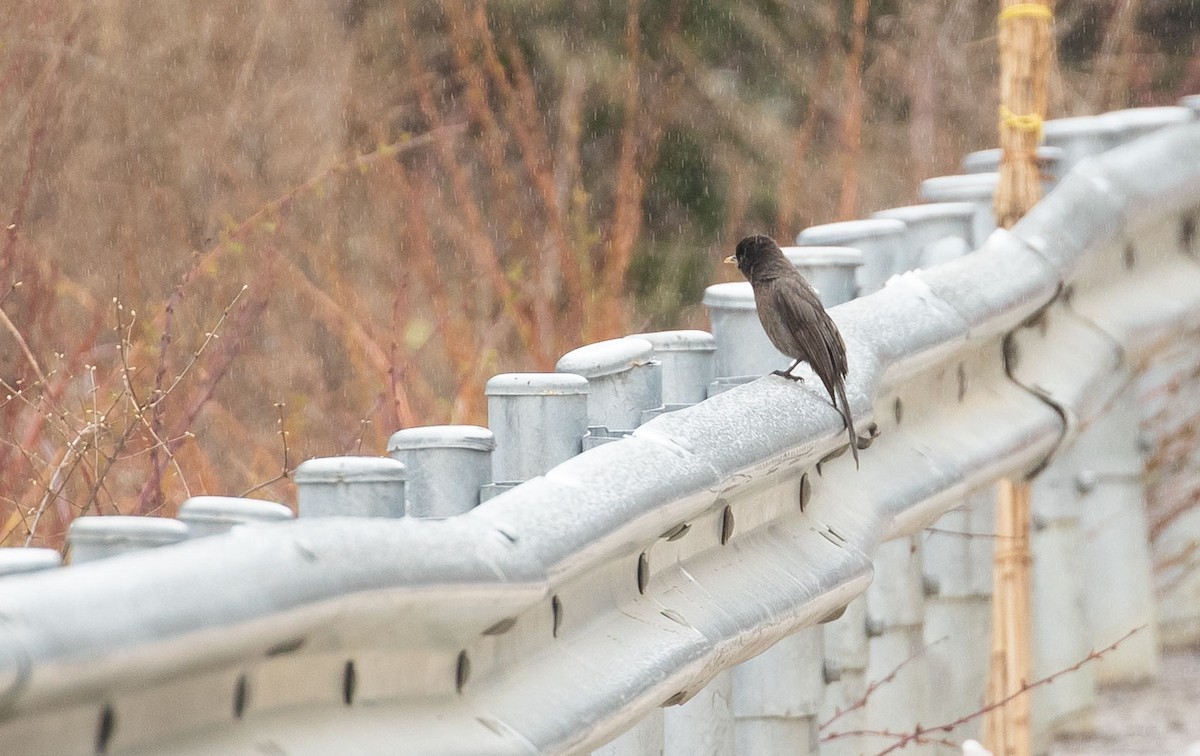 Sichuan Jay - ML344143581