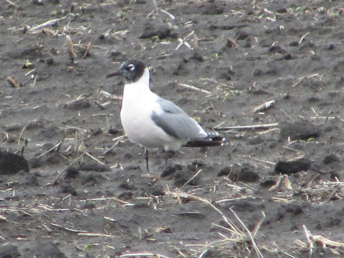 Franklin's Gull - ML344145401