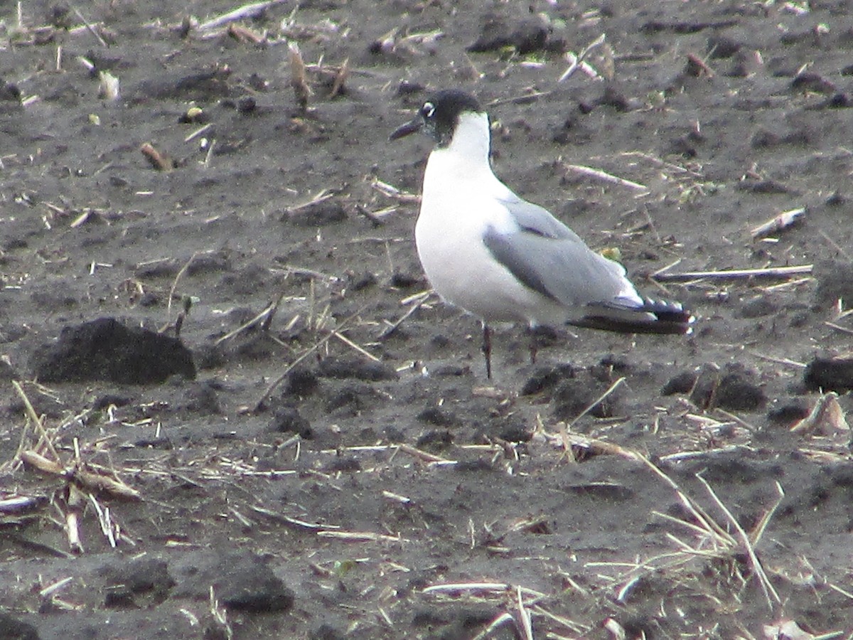 Franklin's Gull - ML344145411