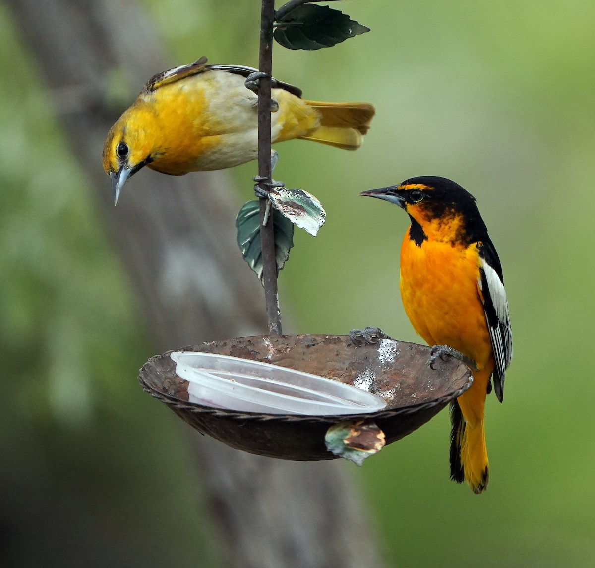 Bullock's x Baltimore Oriole (hybrid) - Cathy Sheeter
