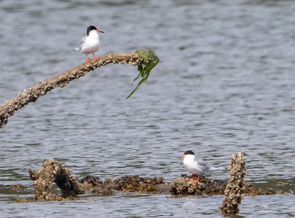 Forster's Tern - ML344146041