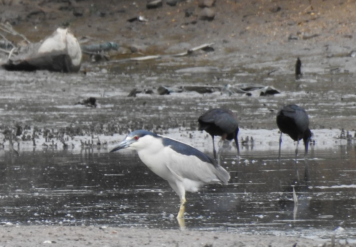 Black-crowned Night Heron - ML344146091