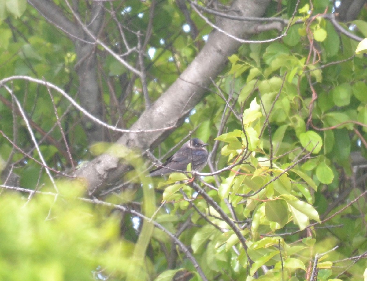 Purple Martin - Peter Paul