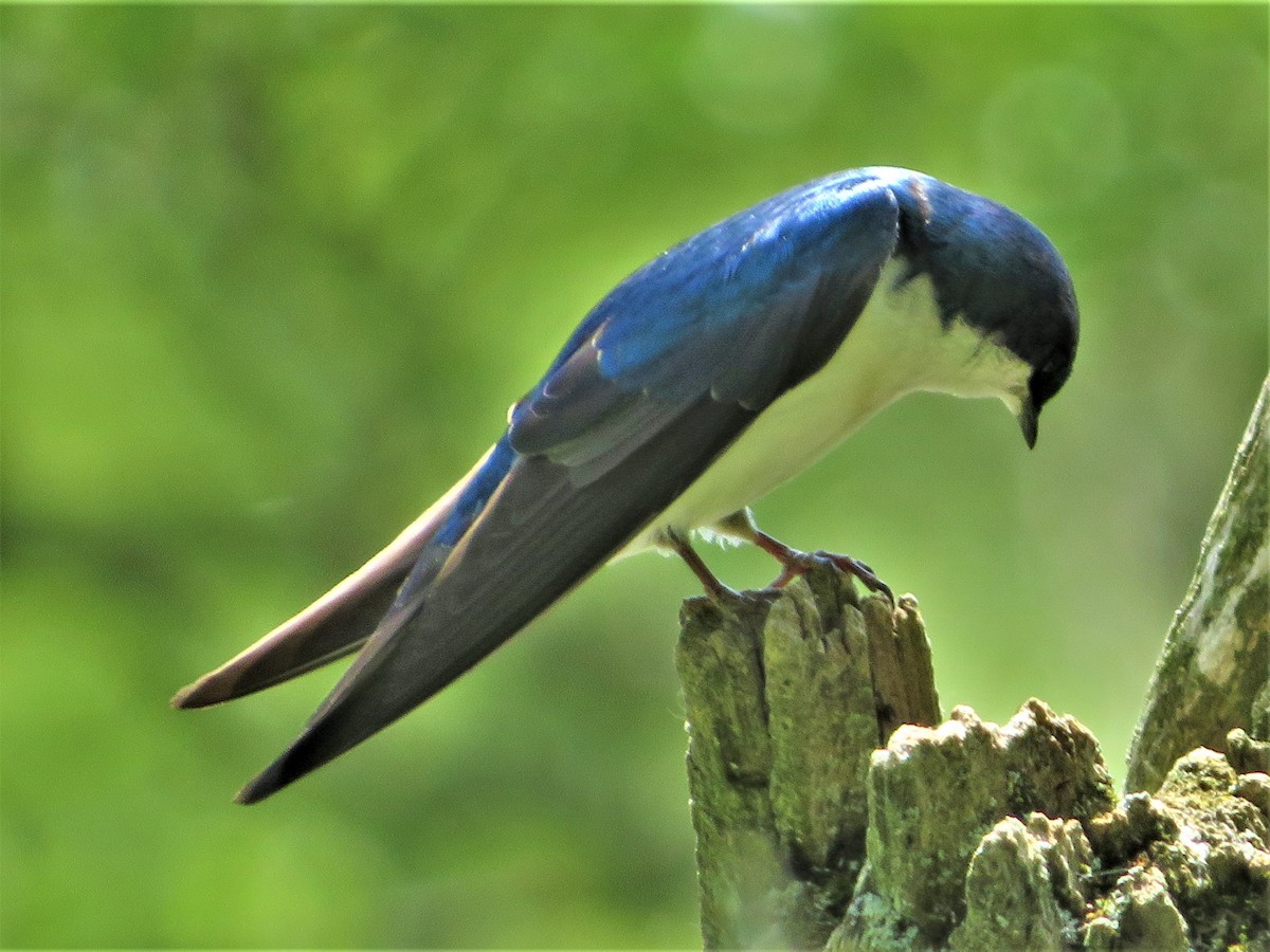 Tree Swallow - Steve Wheeler
