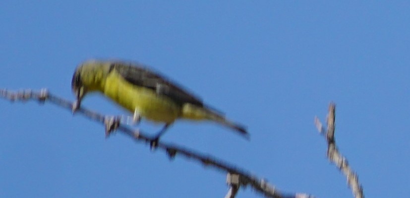 Lesser Goldfinch - ML344150101