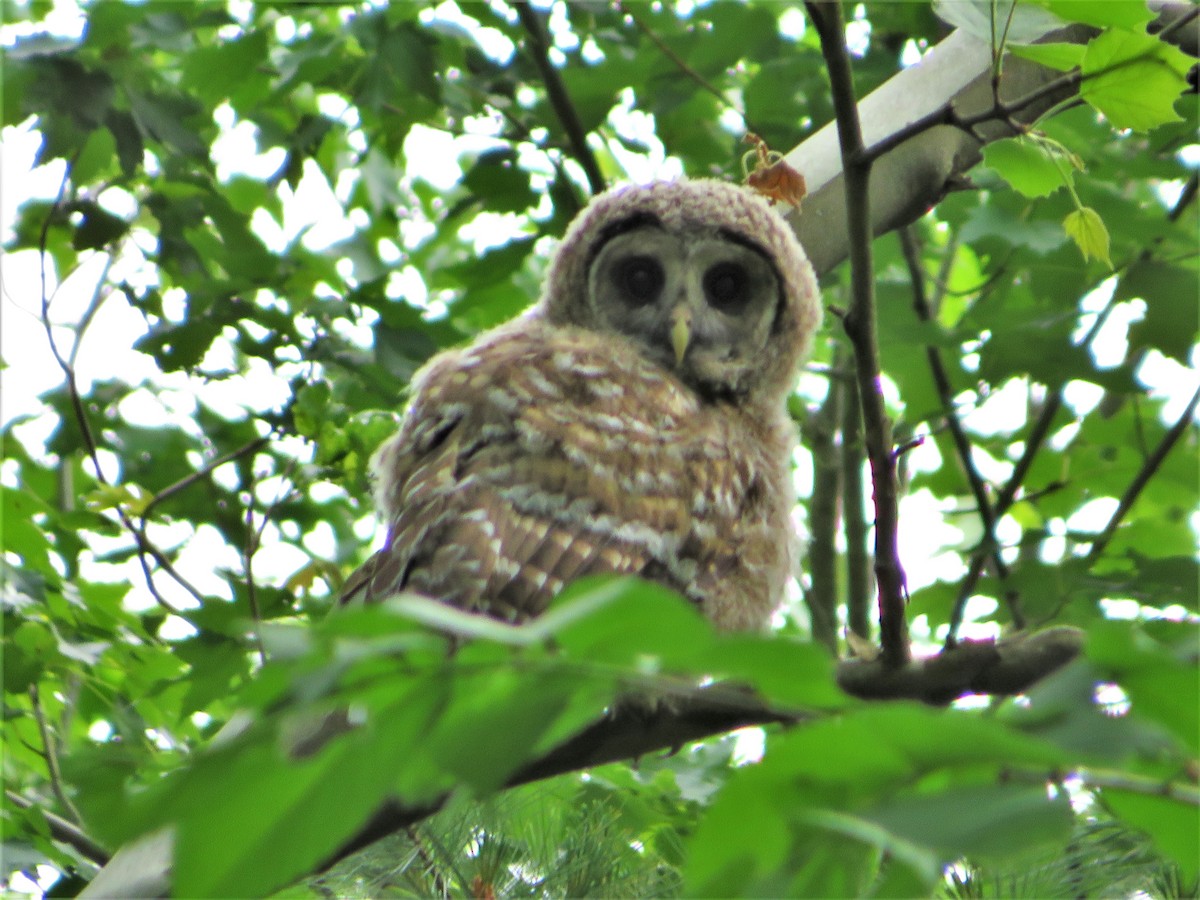 Barred Owl - ML344150321