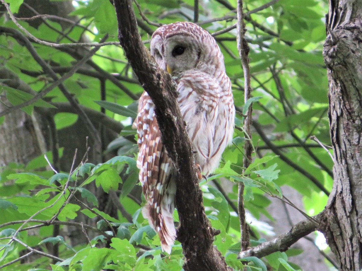 Barred Owl - ML344150341
