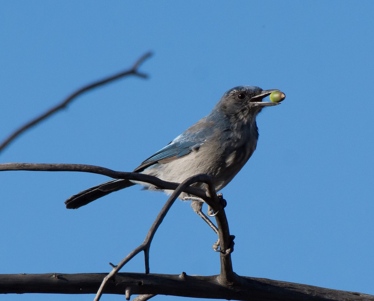 Woodhouse's Scrub-Jay (Woodhouse's) - ML34415051