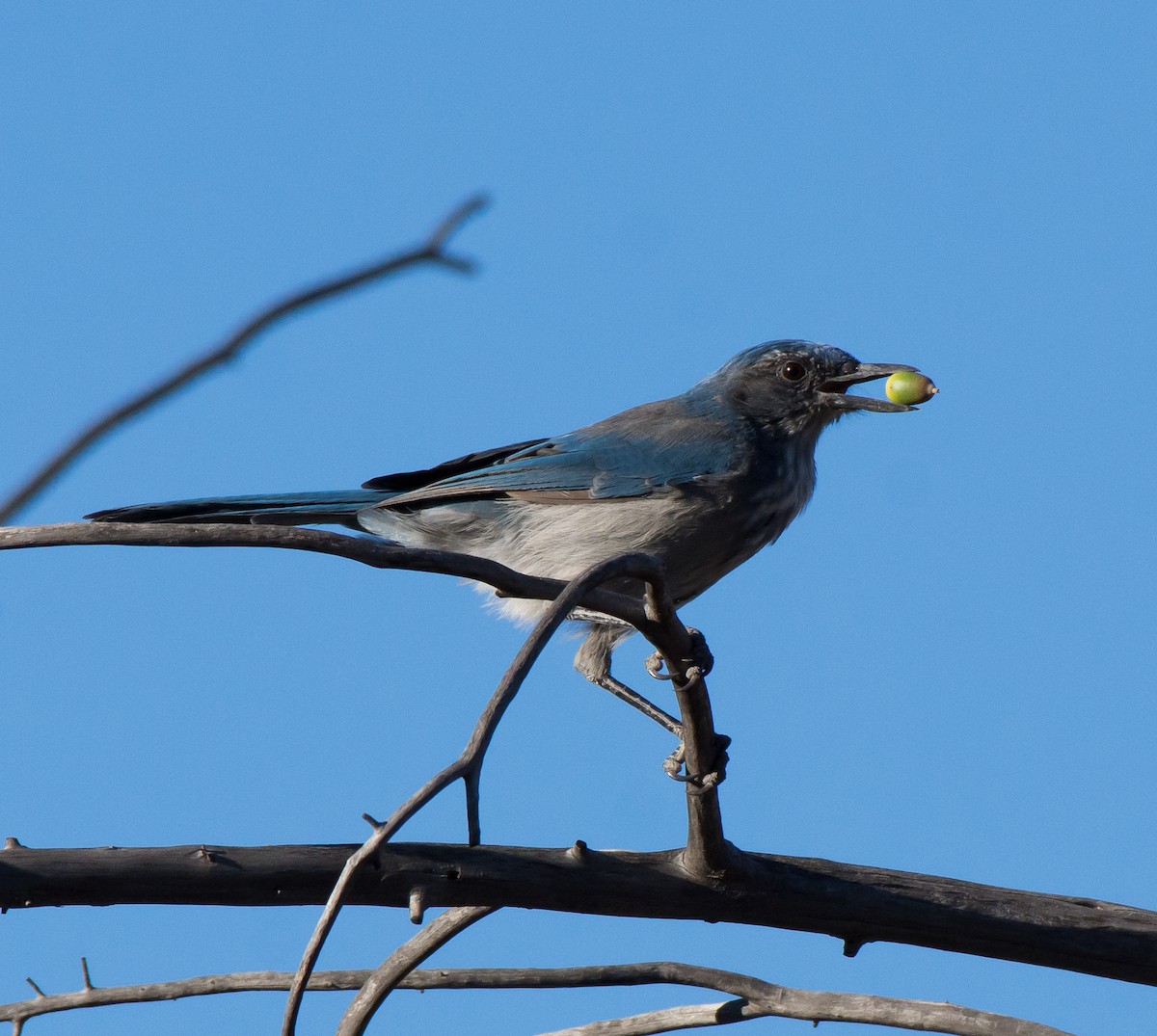 Woodhouse's Scrub-Jay (Woodhouse's) - Gordon Karre