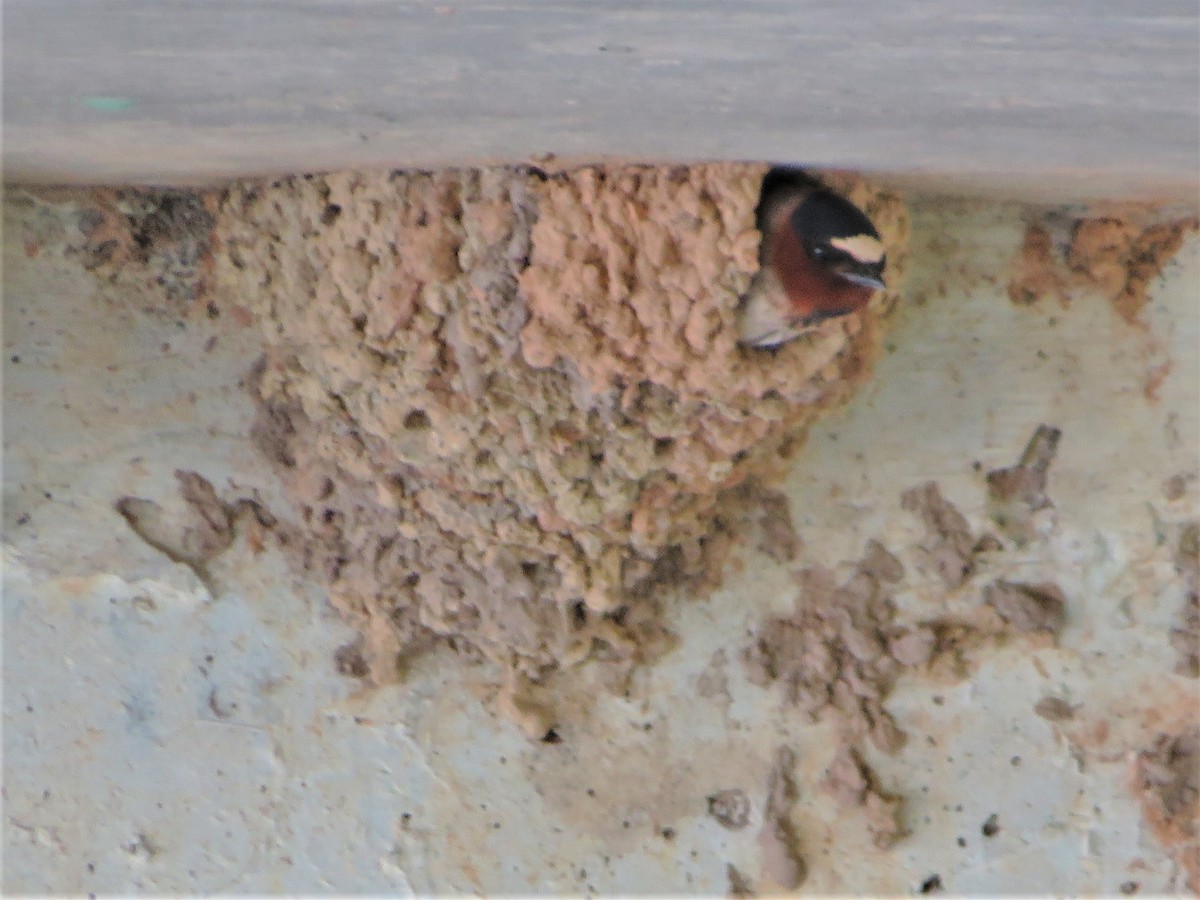 Cliff Swallow - ML344150901