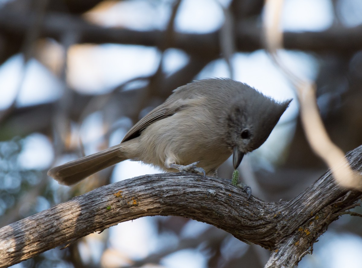 Juniper Titmouse - ML34415111