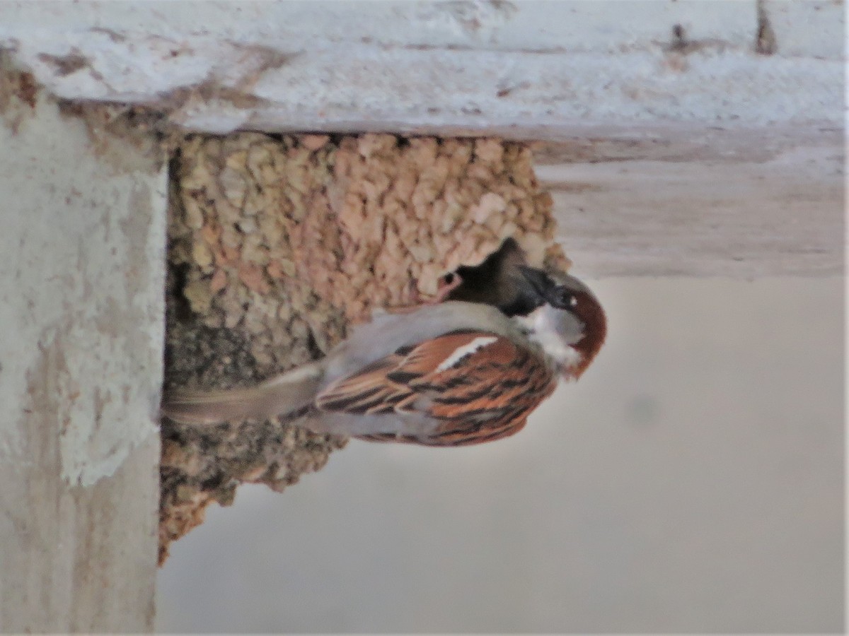 House Sparrow - ML344151551