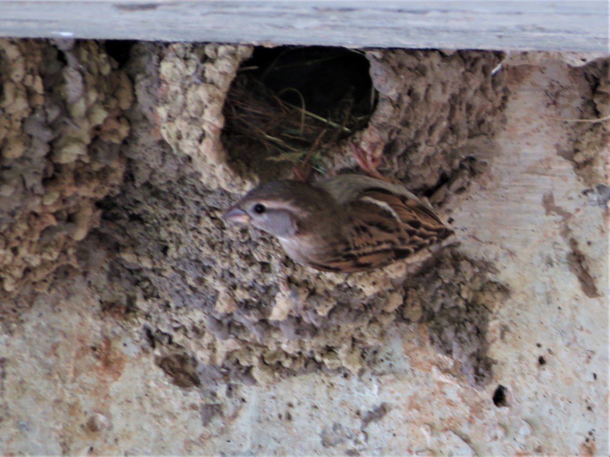 House Sparrow - ML344151571