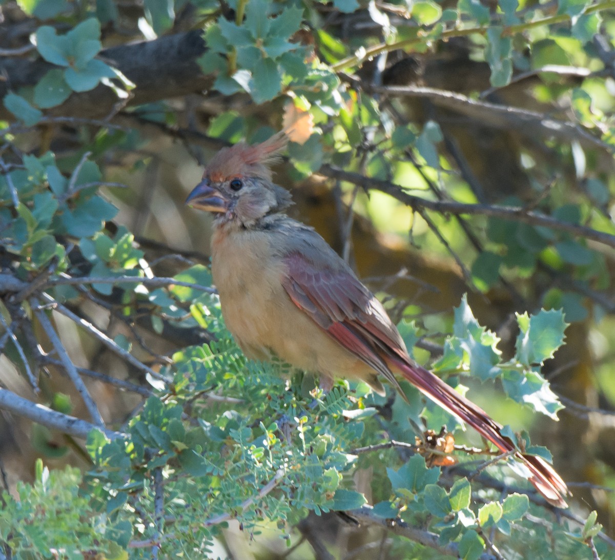 Northern Cardinal - ML34415261