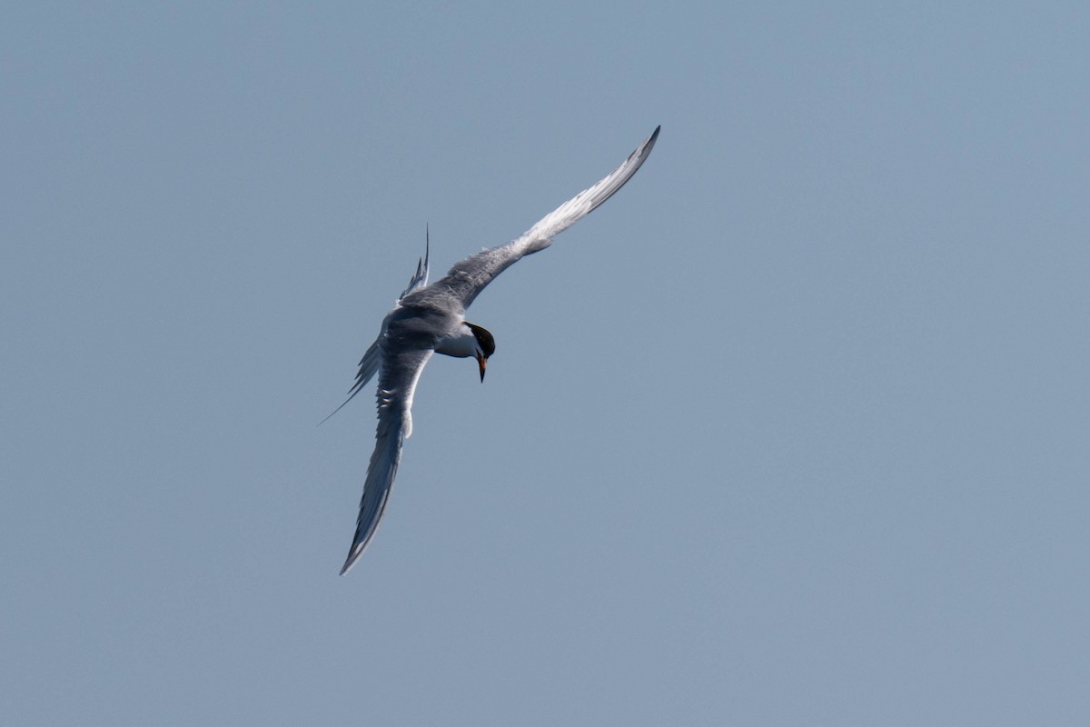 Forster's Tern - ML344152671