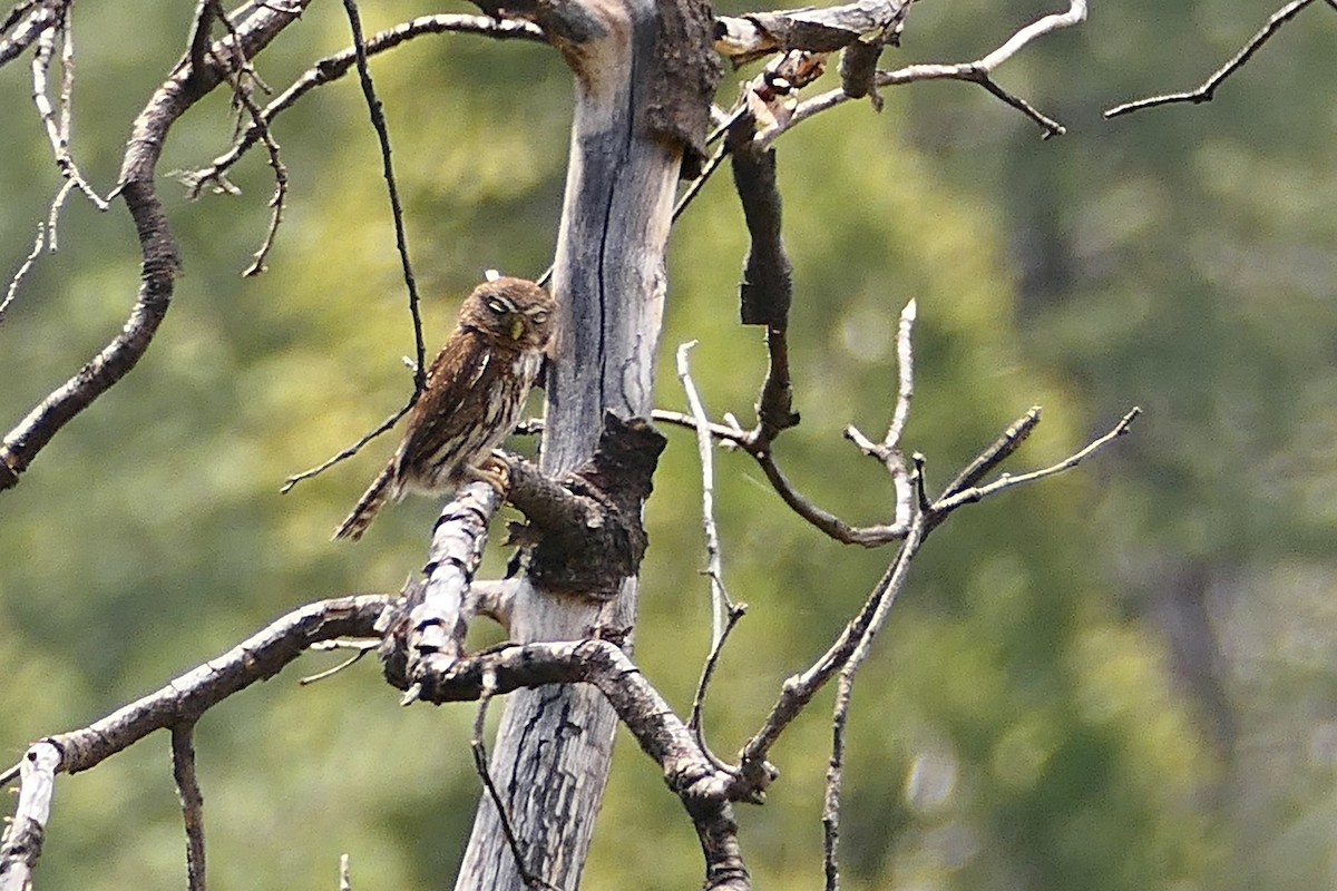 Northern Pygmy-Owl - ML344155721