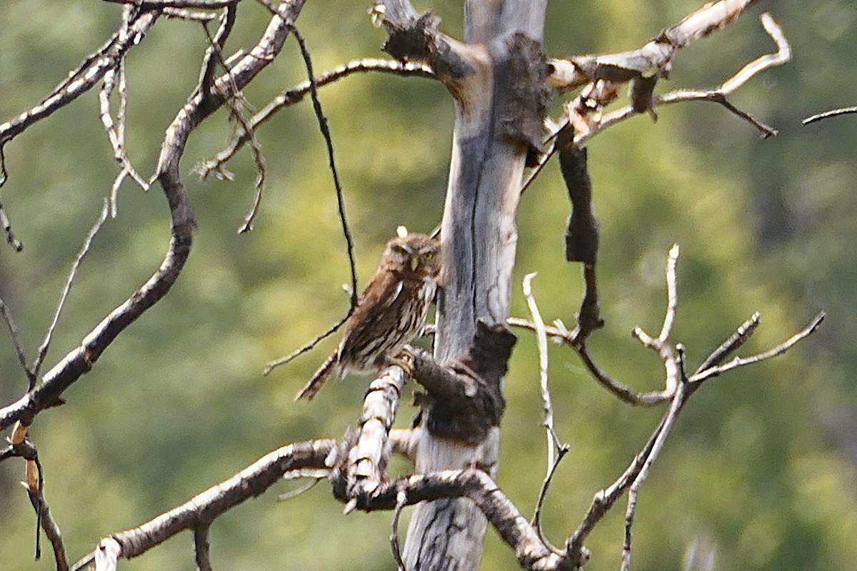 Northern Pygmy-Owl - ML344155731