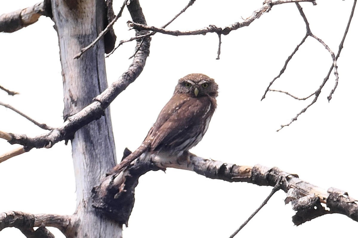 Northern Pygmy-Owl - ML344155741
