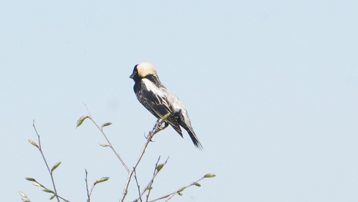 Bobolink - Brian McKay