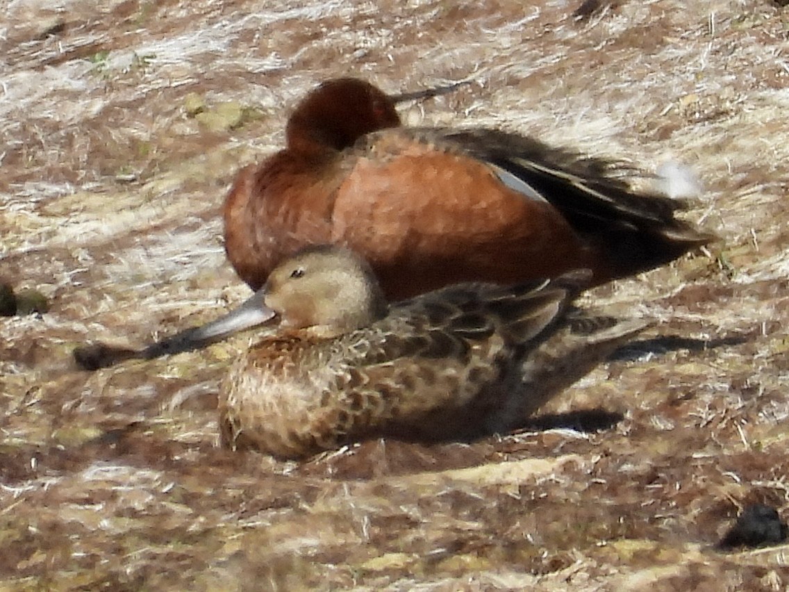 Cinnamon Teal - ML344157271