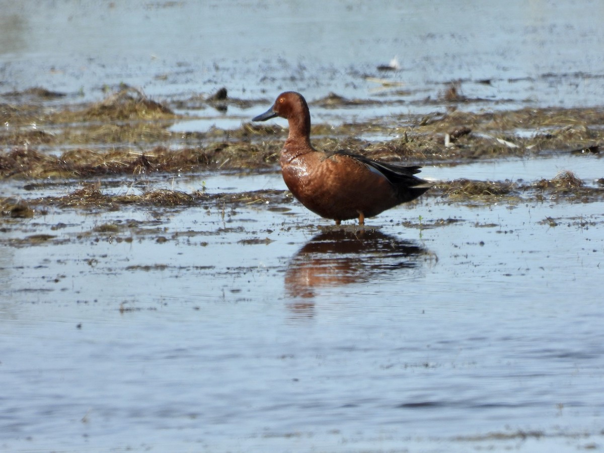 Cinnamon Teal - ML344157321