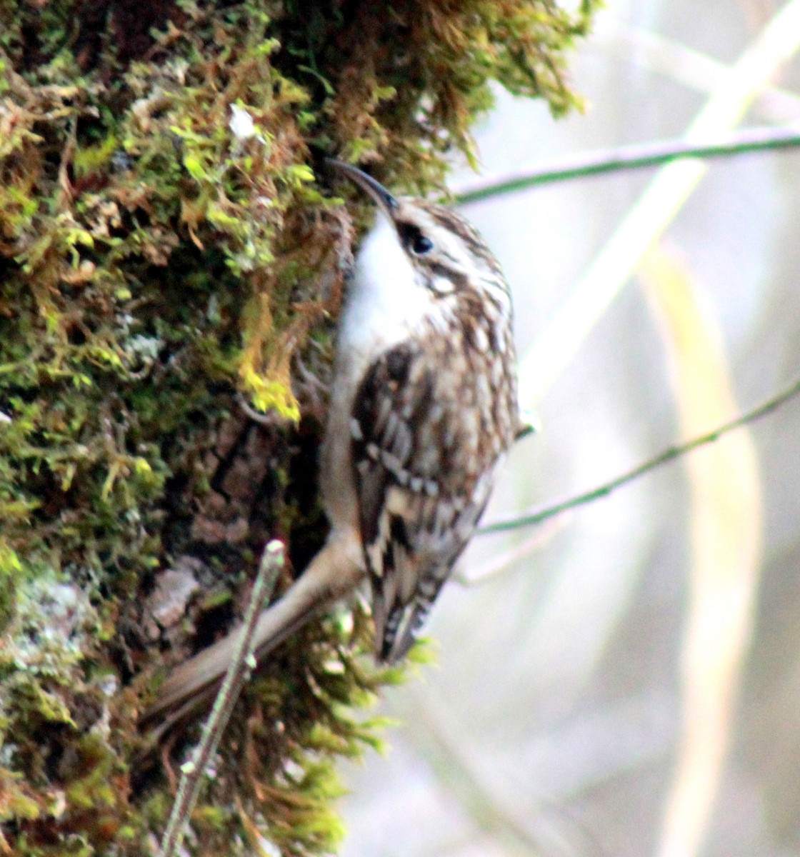 Brown Creeper - Uday Sant