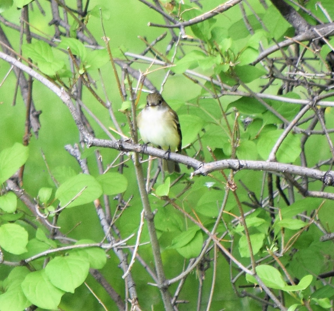 Alder Flycatcher - ML344158631