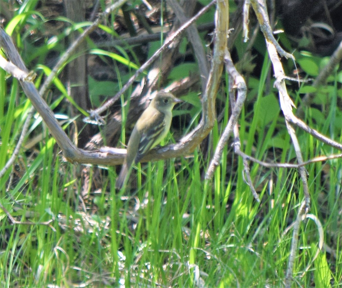 Alder Flycatcher - Gregory Bryan