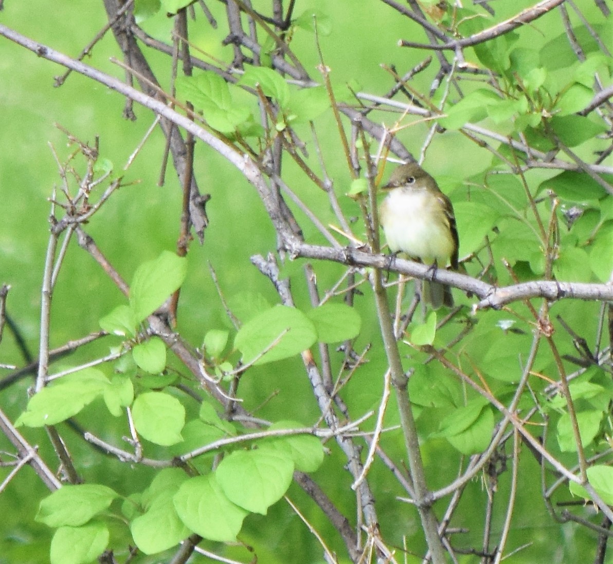 Alder Flycatcher - ML344158721