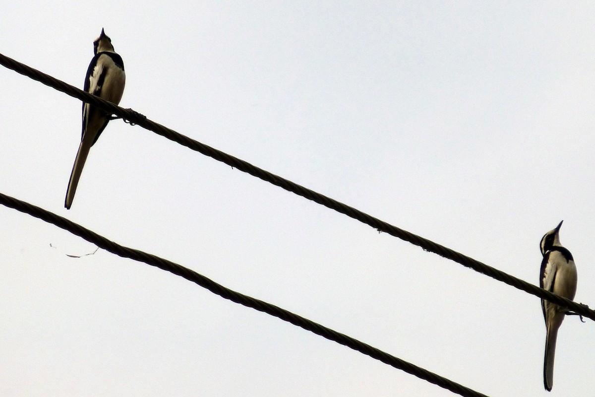 African Pied Wagtail - ML344158731