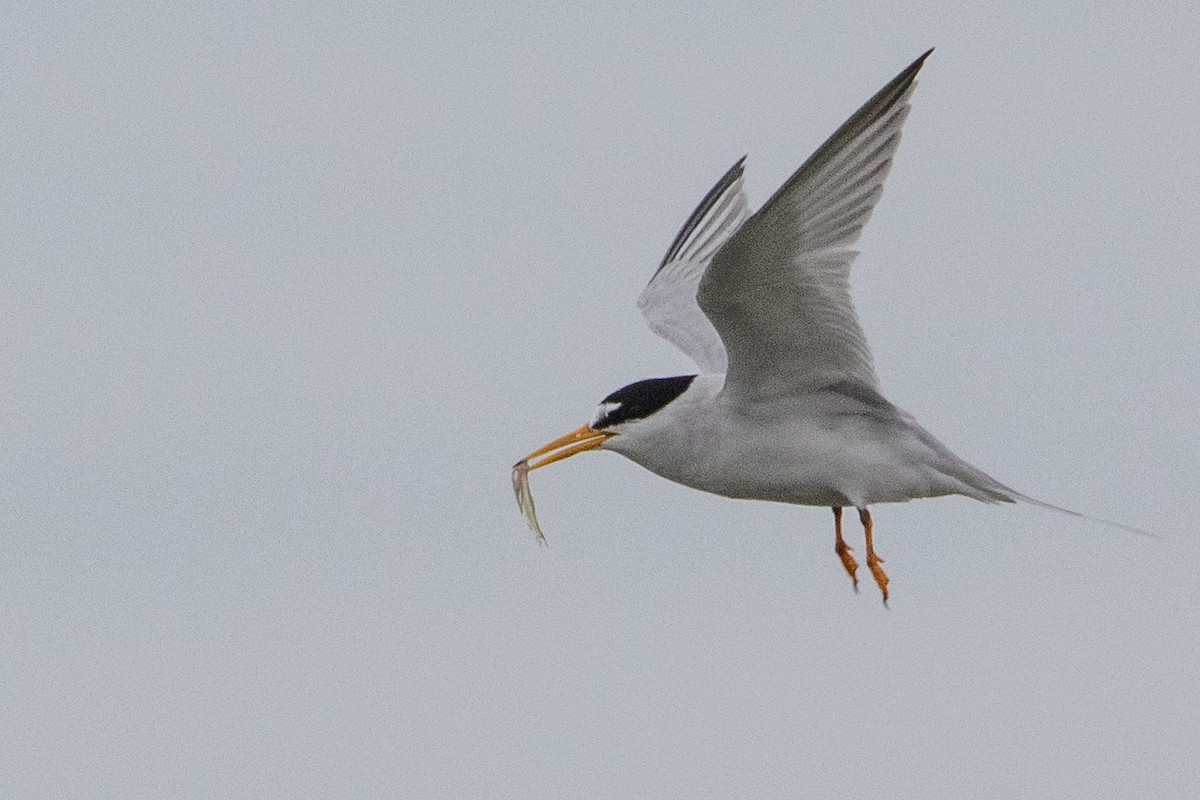 Forster's Tern - ML344158761