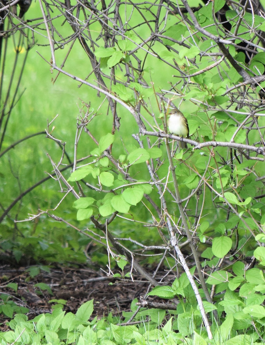 Alder Flycatcher - ML344158781