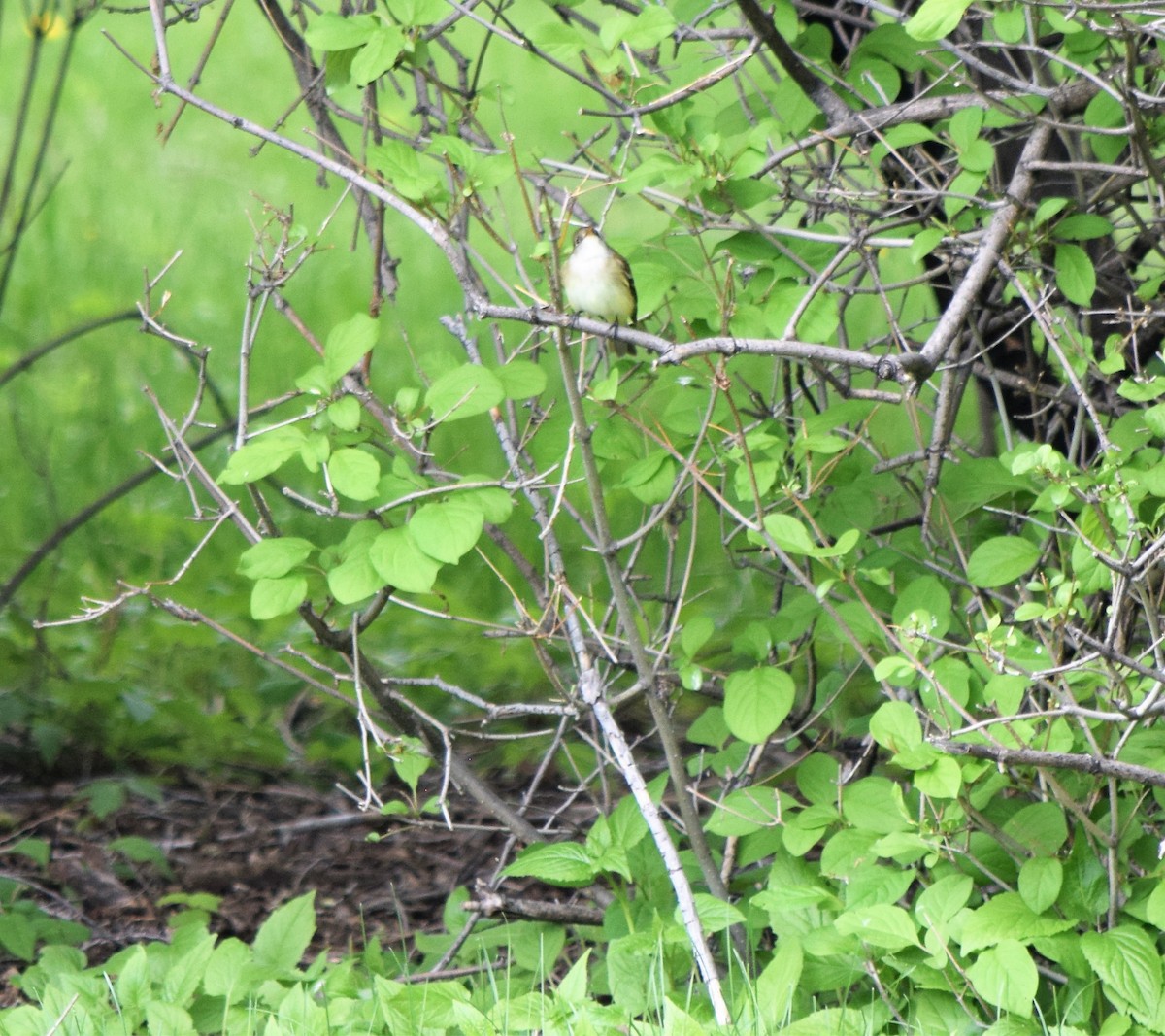 Alder Flycatcher - ML344158801