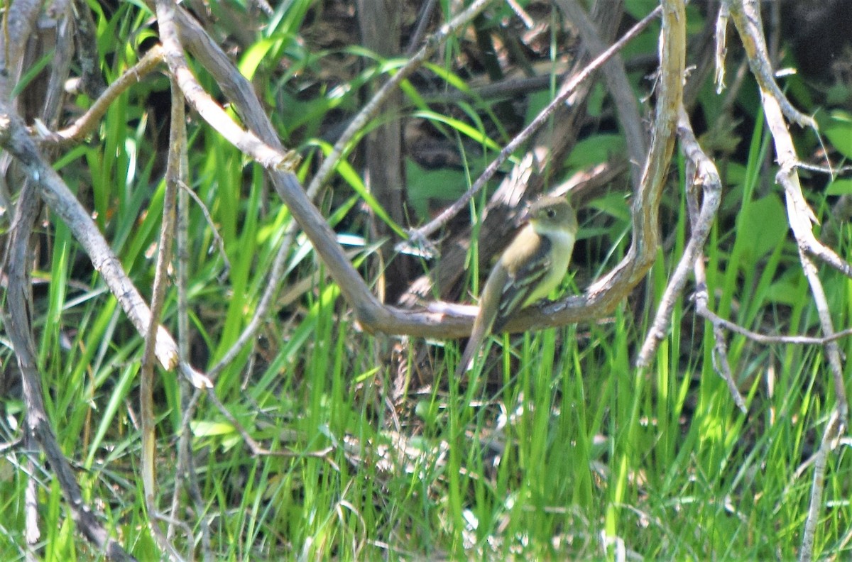 Alder Flycatcher - ML344158861