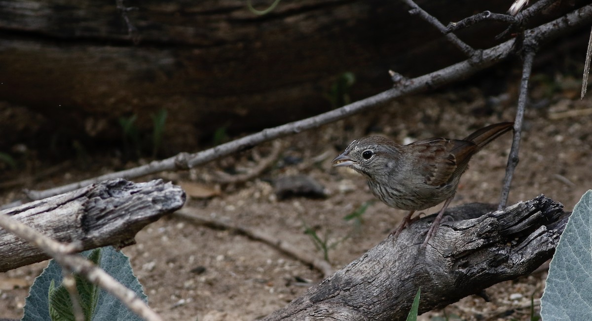 Rufous-crowned Sparrow - ML344159271