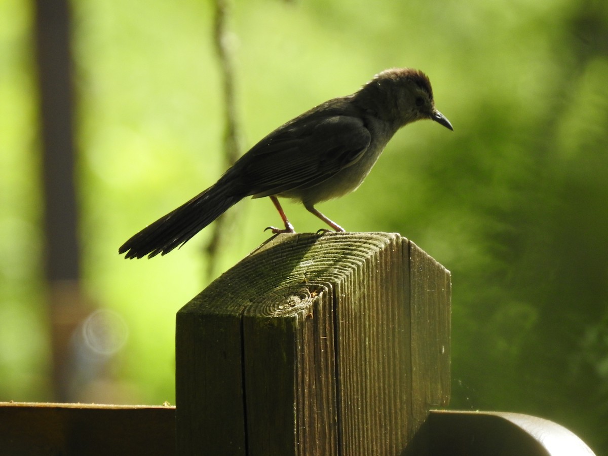 Gray Catbird - ML344160391