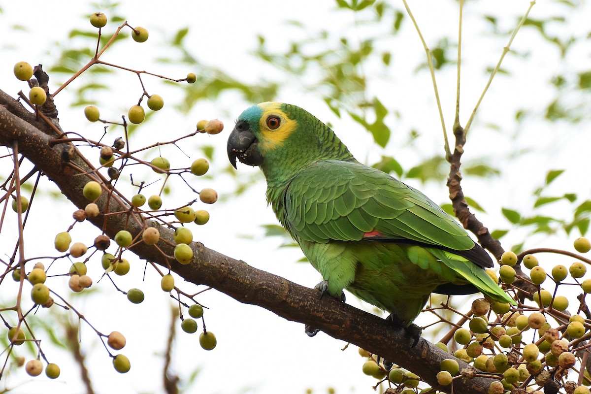 Turquoise-fronted Amazon - ML344161181