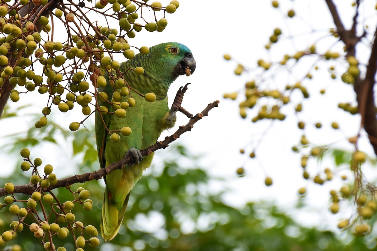 Turquoise-fronted Amazon - ML344161191